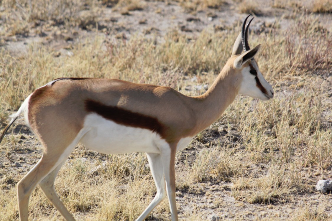 Namibie_Etosha2_2015_Img0067