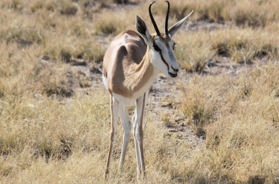 Namibie_Etosha2_2015_Img0068