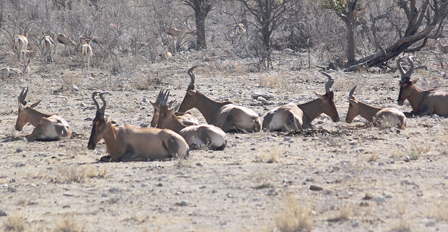 Namibie_Etosha2_2015_Img0069