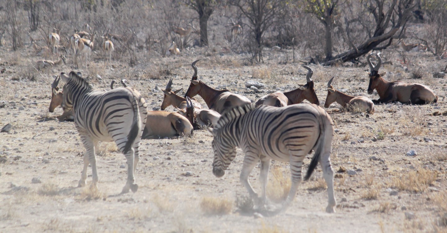 Namibie_Etosha2_2015_Img0070