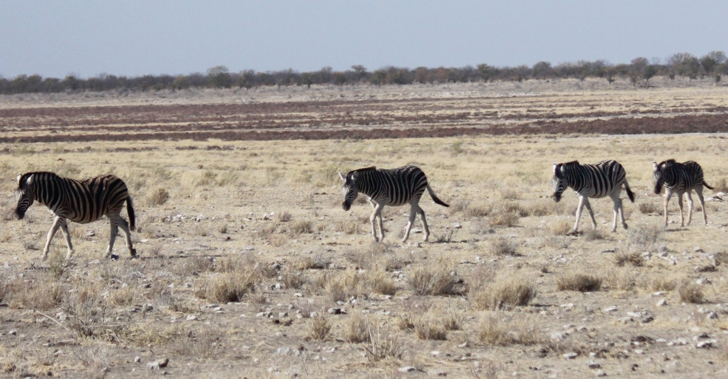 Namibie_Etosha2_2015_Img0071