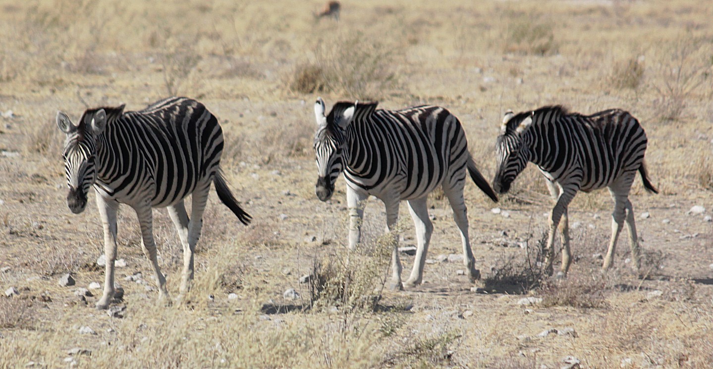 Namibie_Etosha2_2015_Img0073