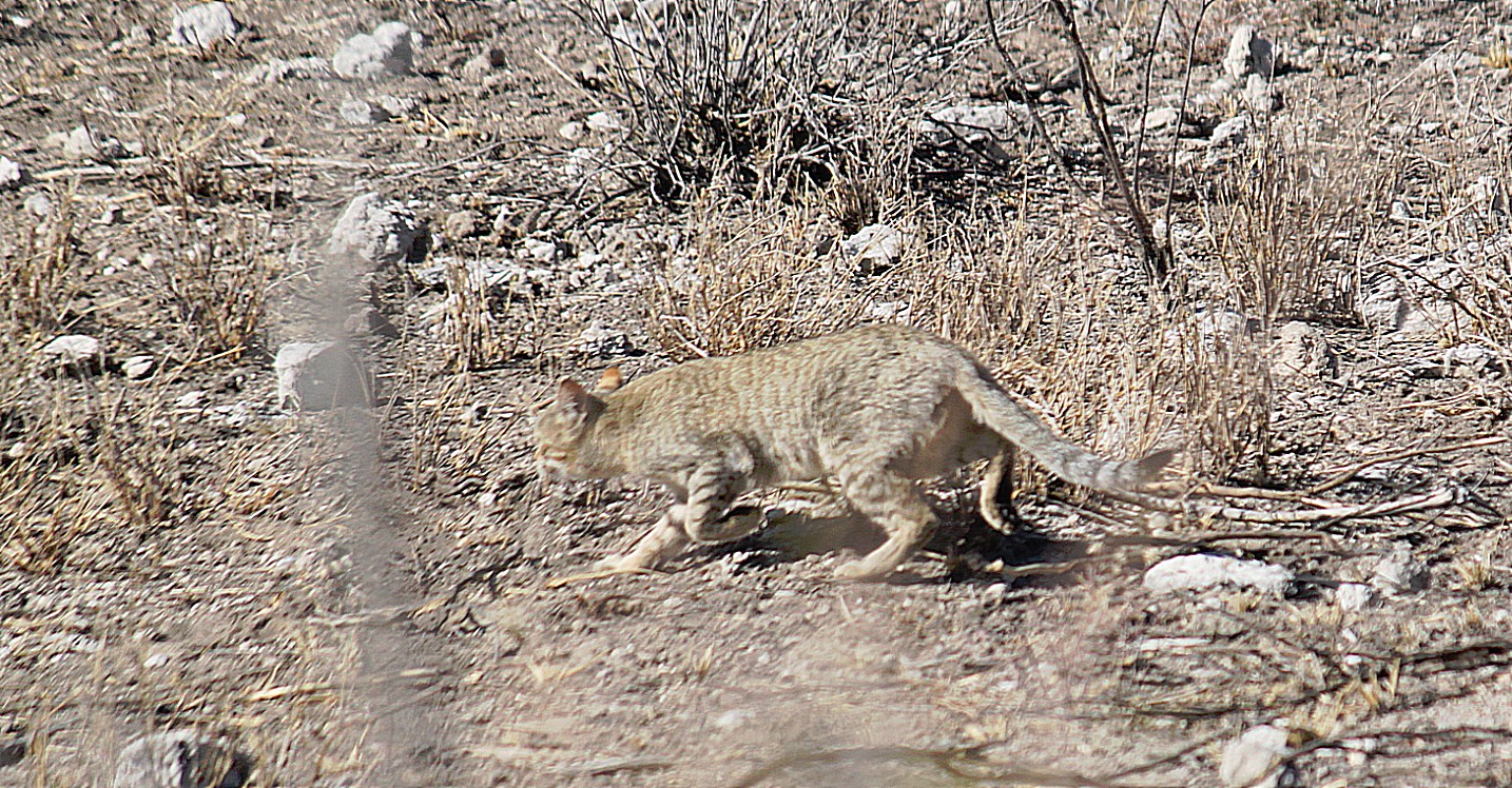 Namibie_Etosha2_2015_Img0074