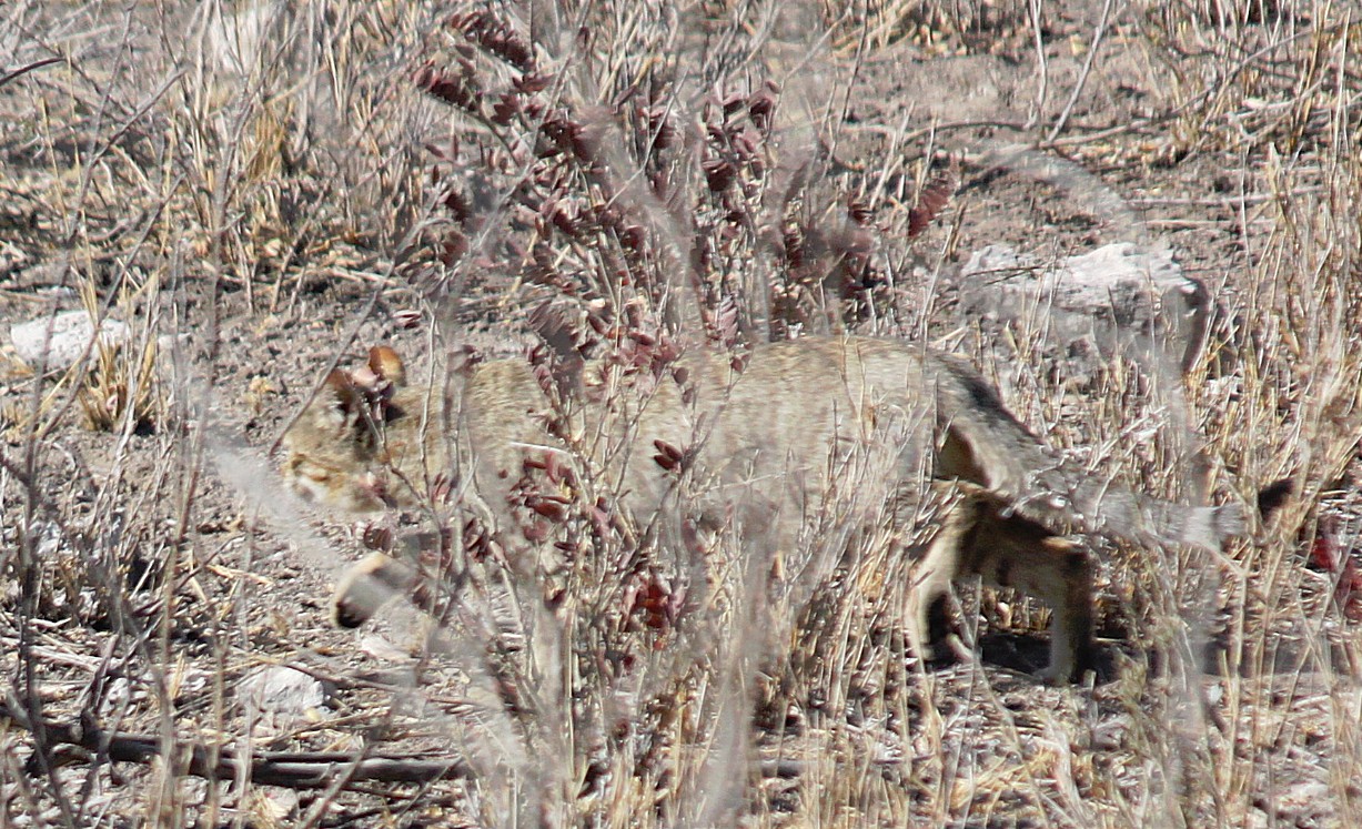 Namibie_Etosha2_2015_Img0075