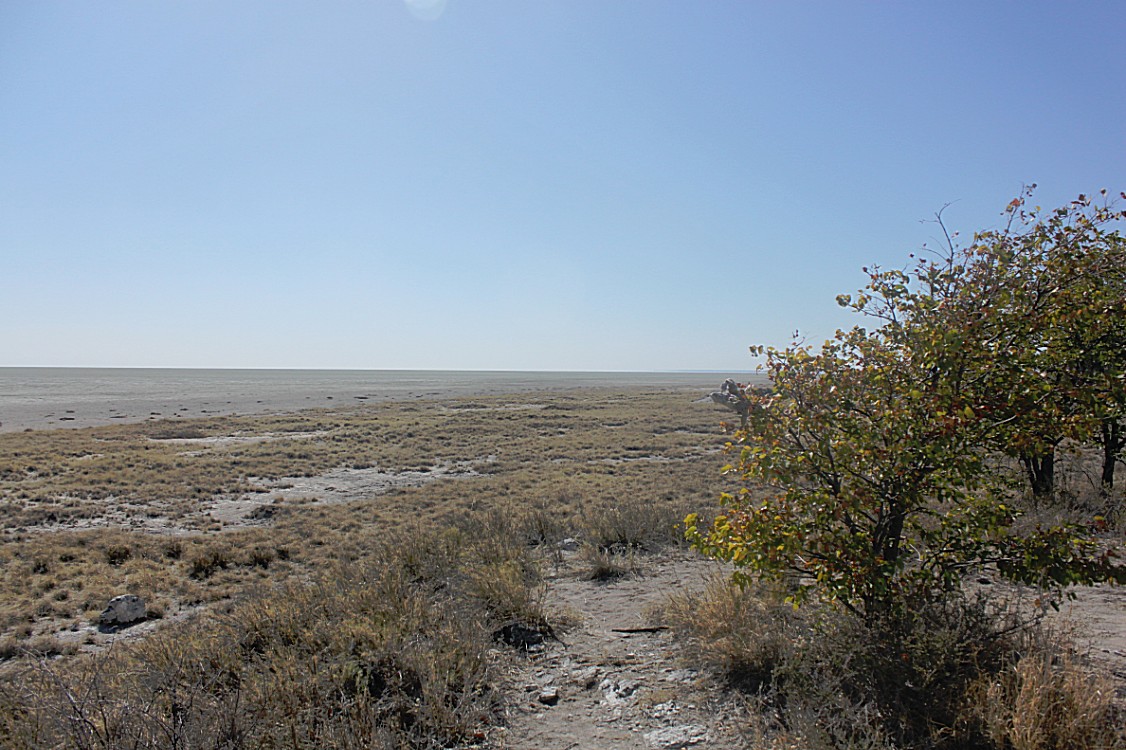 Namibie_Etosha2_2015_Img0079