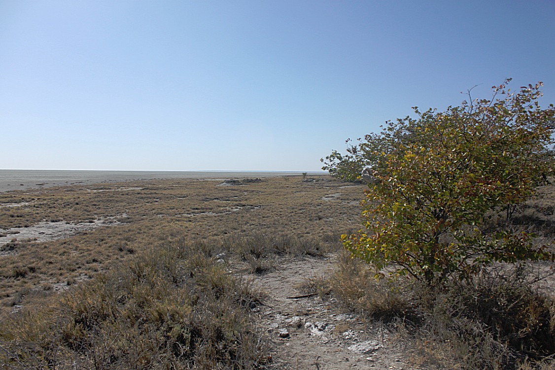 Namibie_Etosha2_2015_Img0080