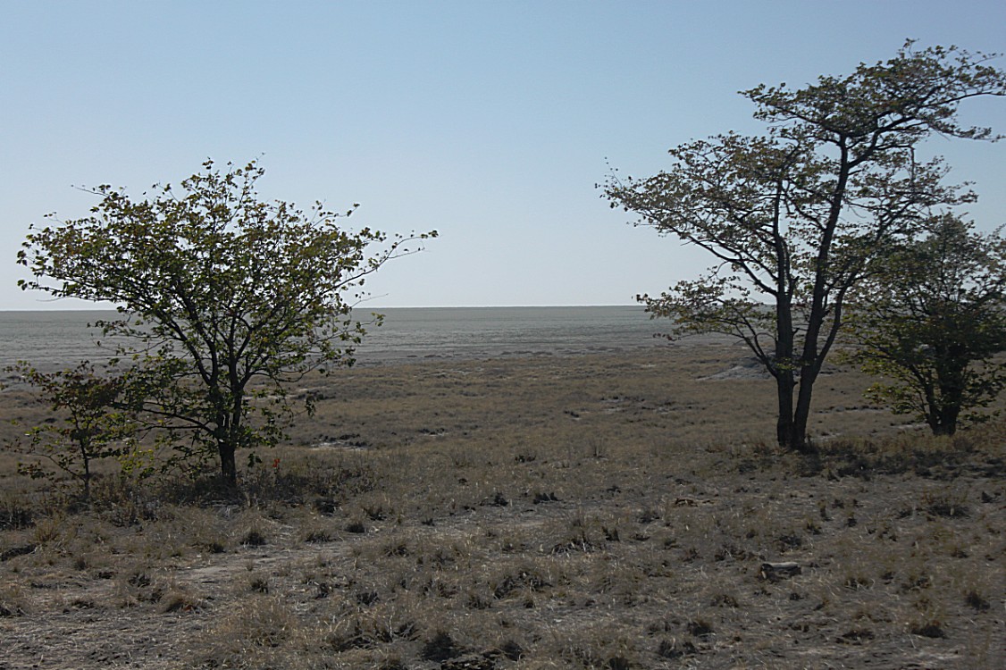 Namibie_Etosha2_2015_Img0085