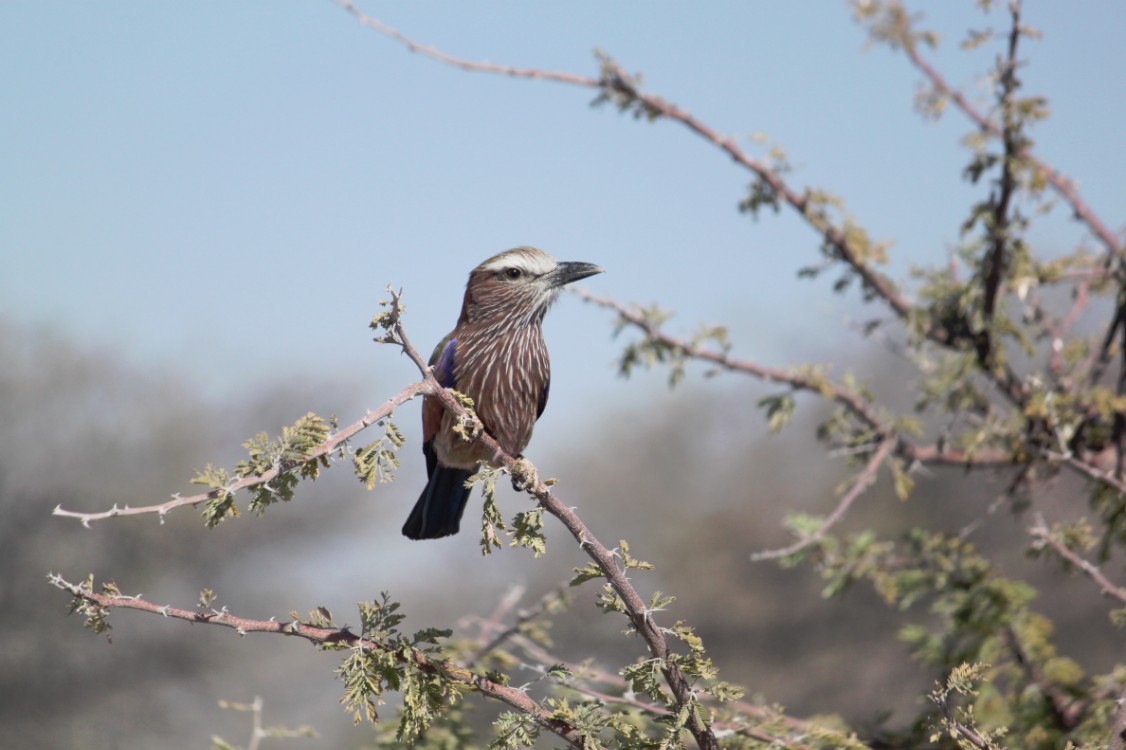 Namibie_Etosha2_2015_Img0086