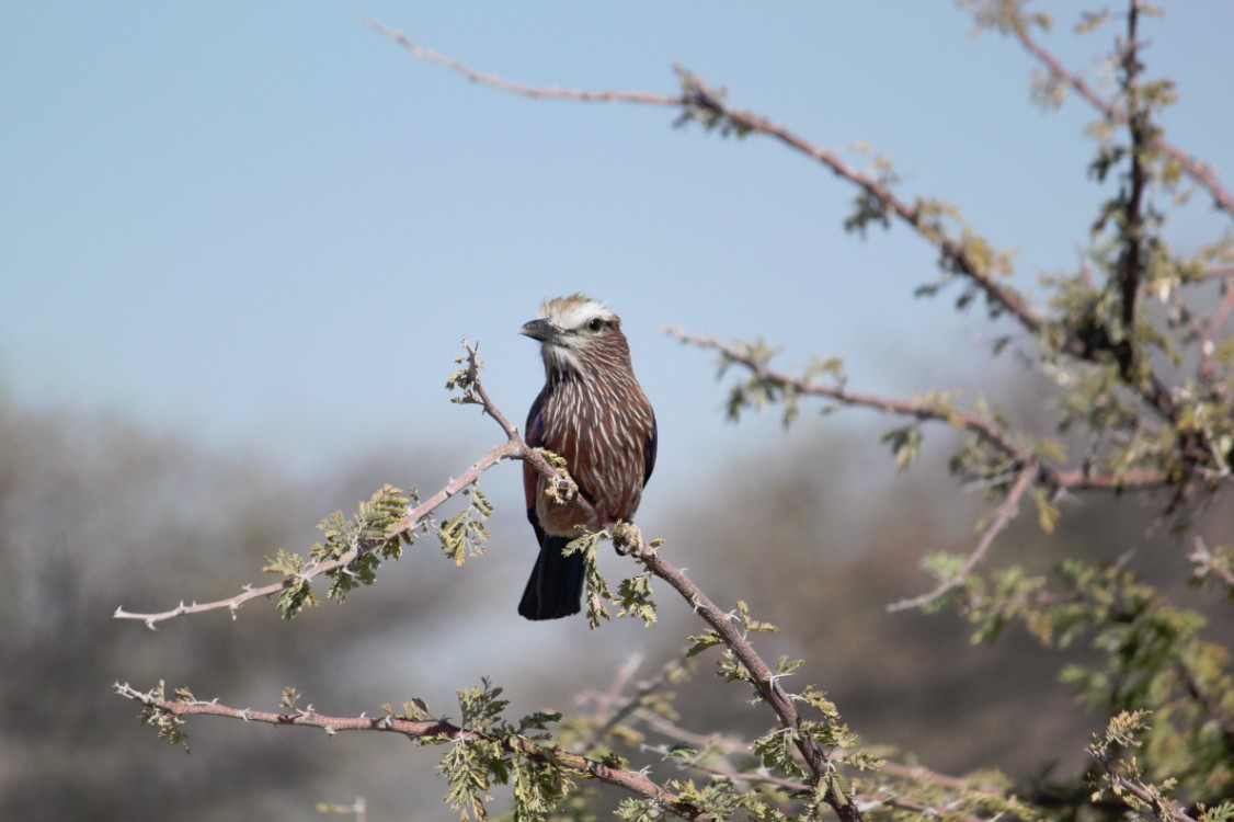 Namibie_Etosha2_2015_Img0088