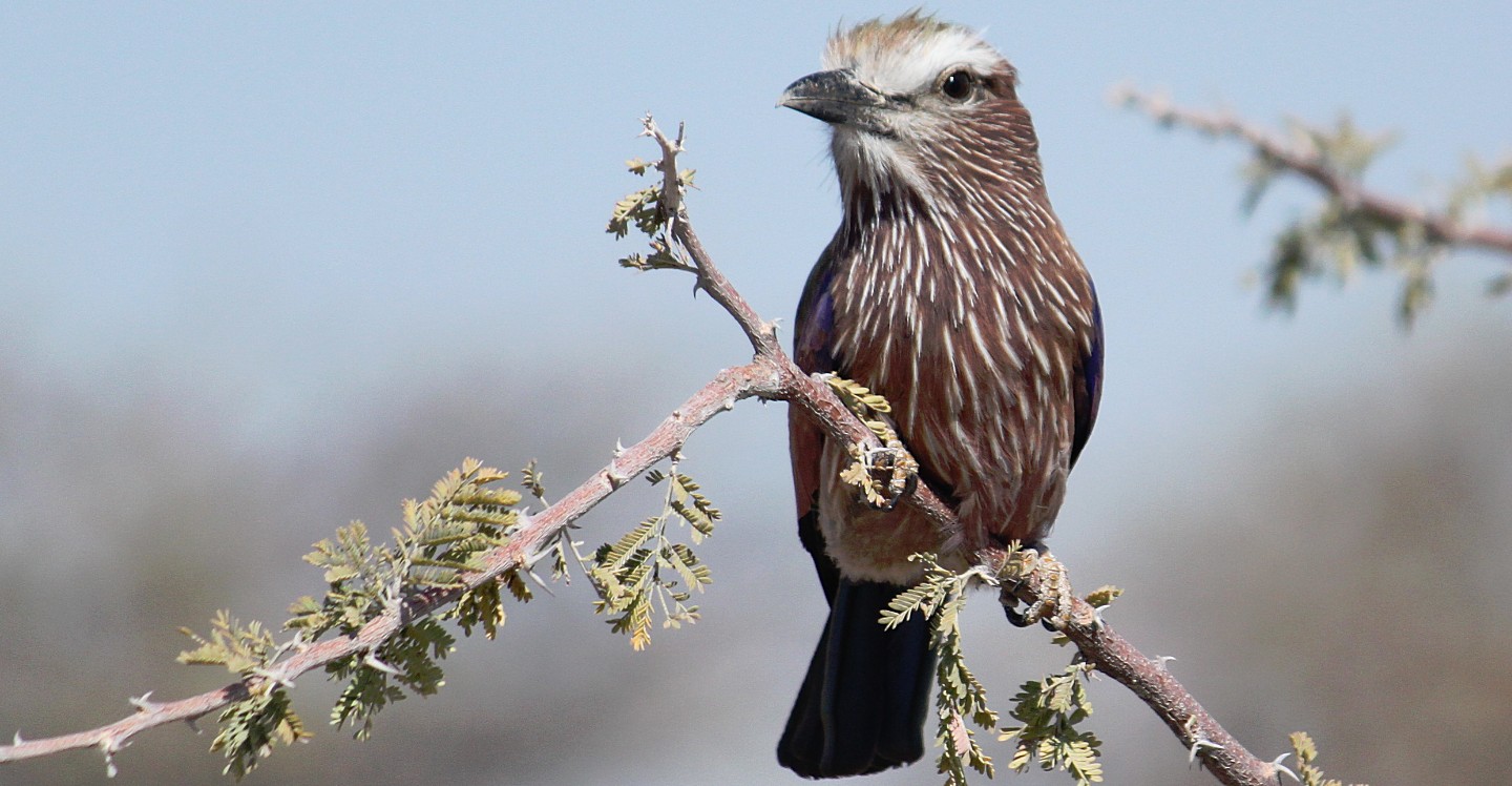 Namibie_Etosha2_2015_Img0089