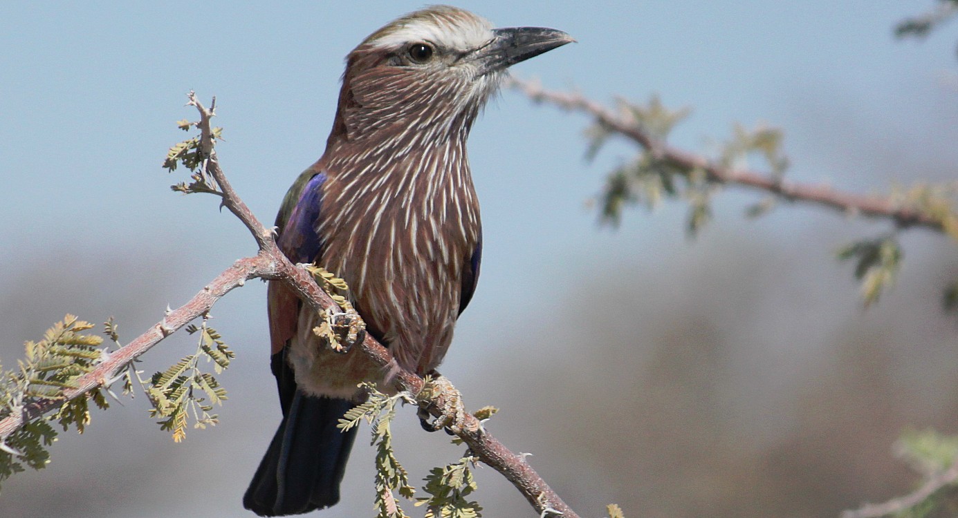 Namibie_Etosha2_2015_Img0090