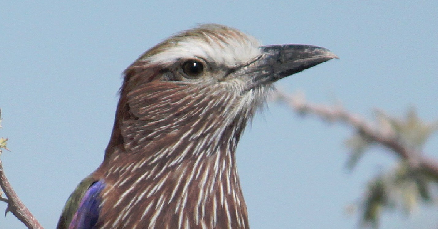 Namibie_Etosha2_2015_Img0091