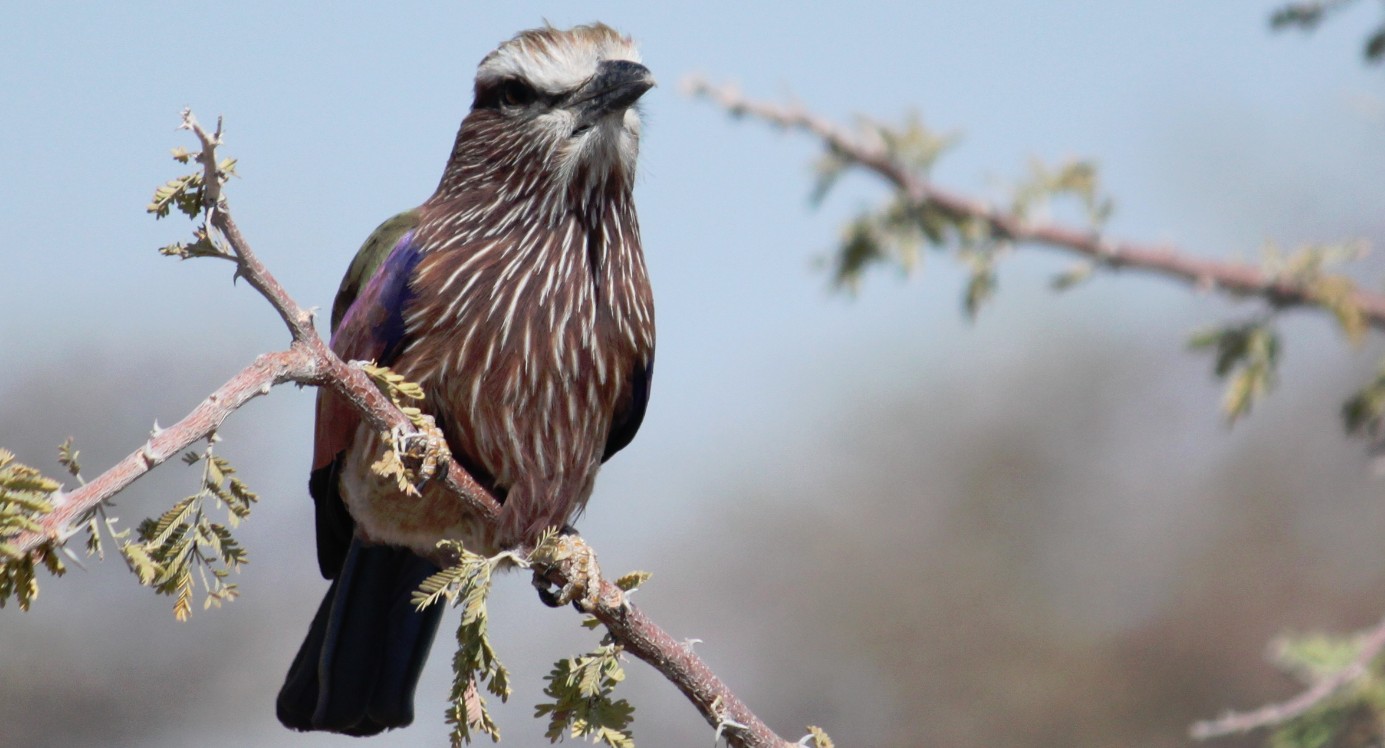 Namibie_Etosha2_2015_Img0092