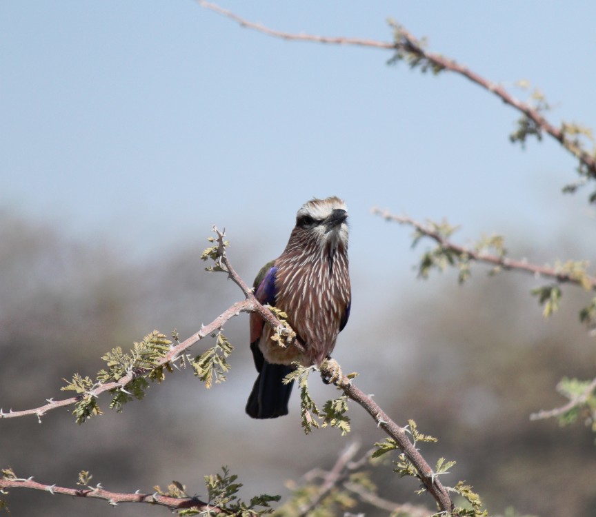 Namibie_Etosha2_2015_Img0093