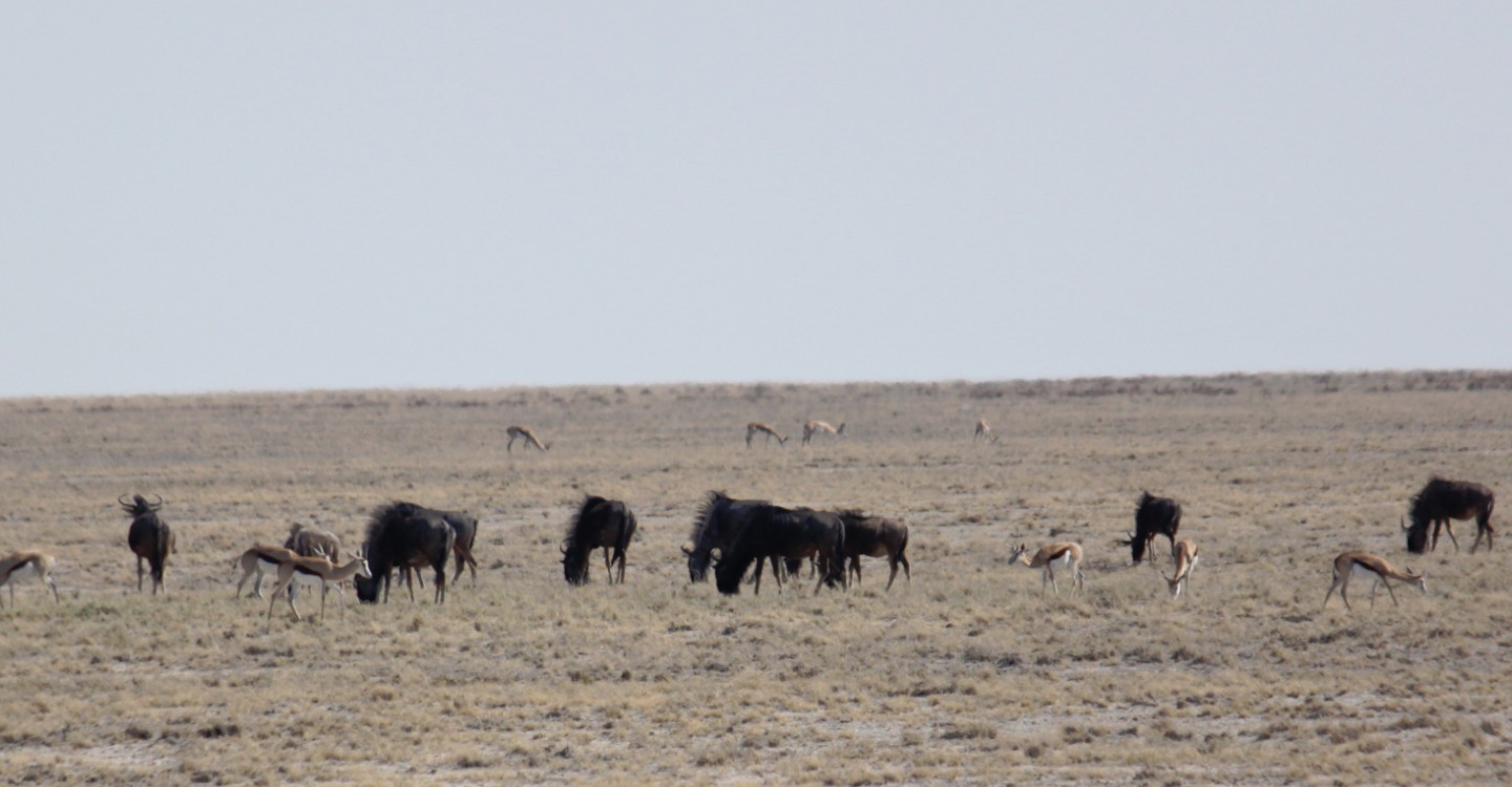 Namibie_Etosha2_2015_Img0094