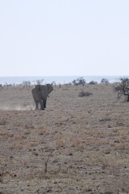 Namibie_Etosha2_2015_Img0096