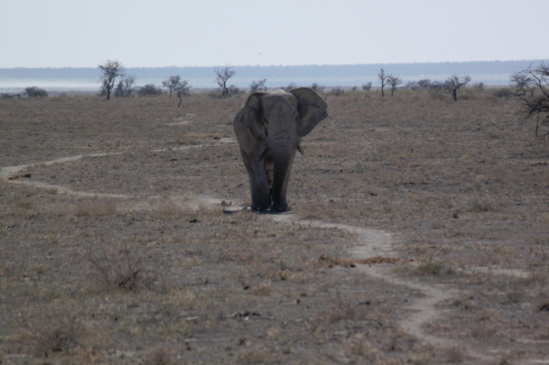 Namibie_Etosha2_2015_Img0097