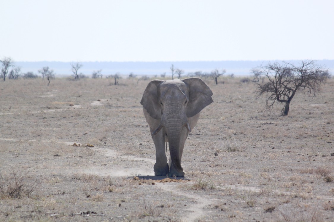 Namibie_Etosha2_2015_Img0098