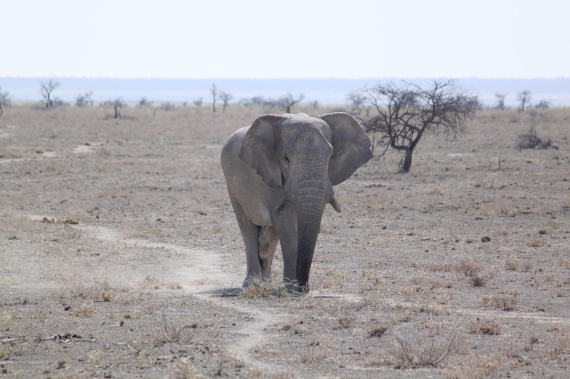 Namibie_Etosha2_2015_Img0099