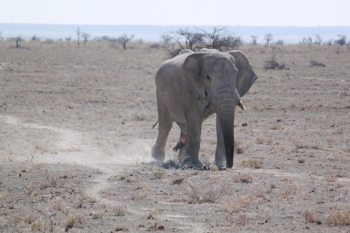 Namibie_Etosha2_2015_Img0100