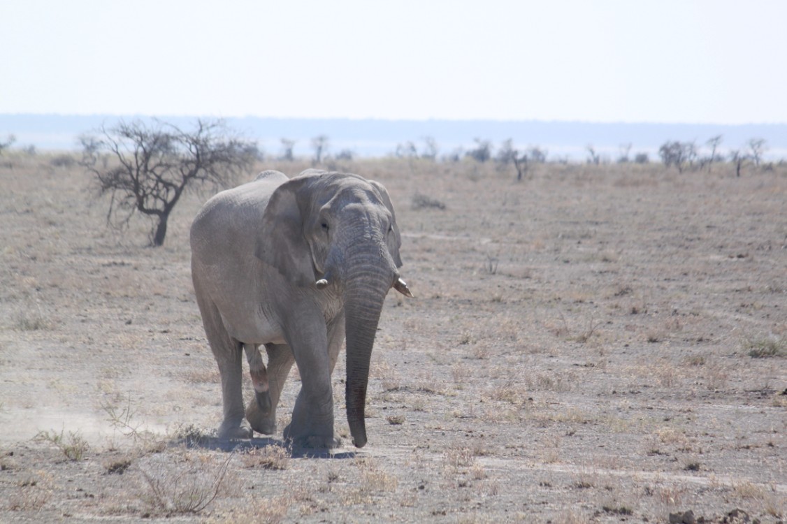 Namibie_Etosha2_2015_Img0101