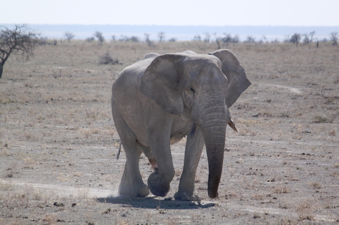 Namibie_Etosha2_2015_Img0102