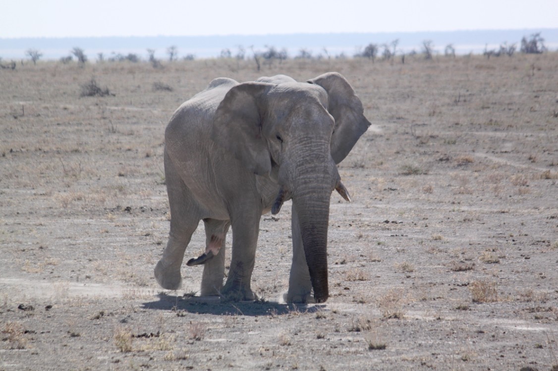 Namibie_Etosha2_2015_Img0103