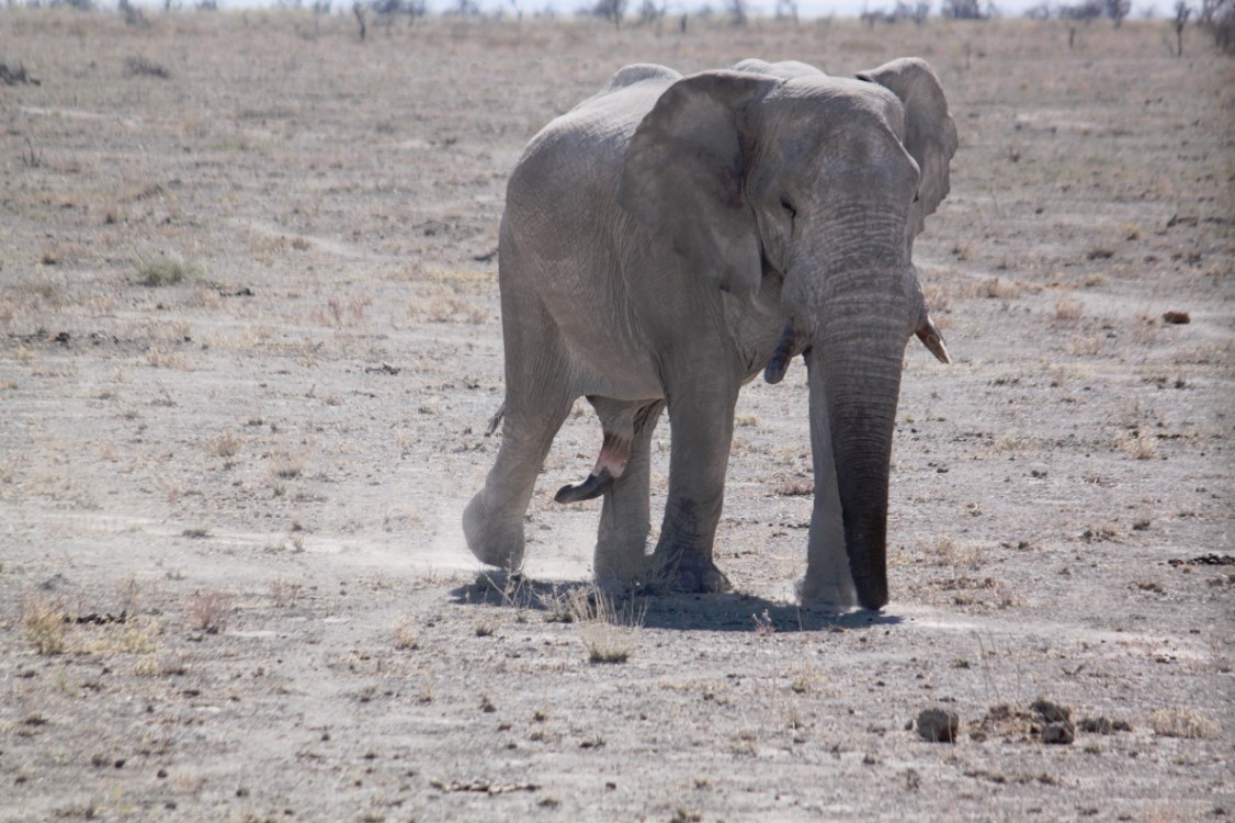 Namibie_Etosha2_2015_Img0104