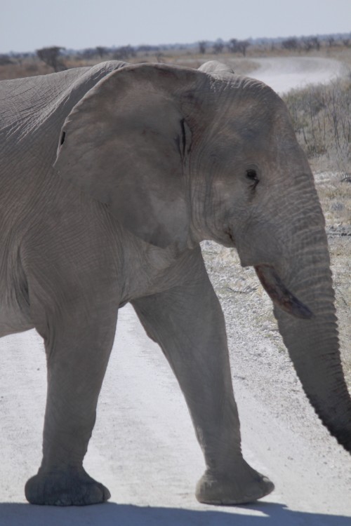 Namibie_Etosha2_2015_Img0105