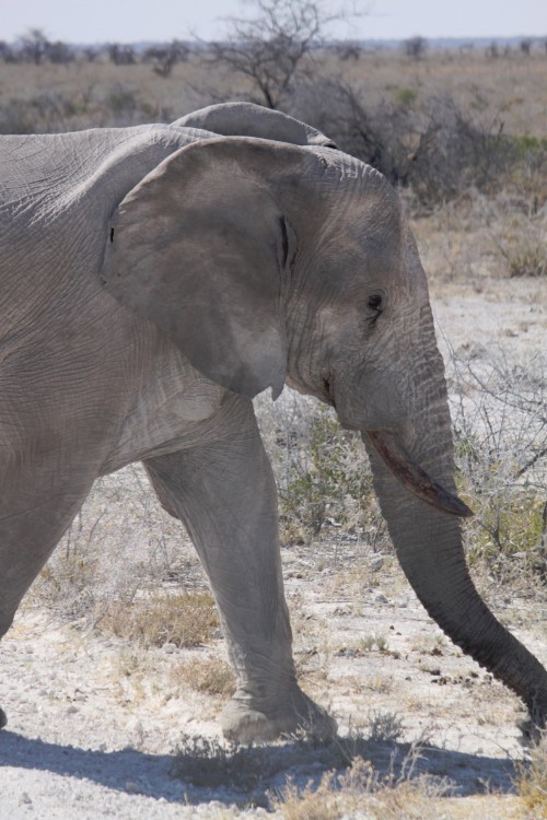 Namibie_Etosha2_2015_Img0106