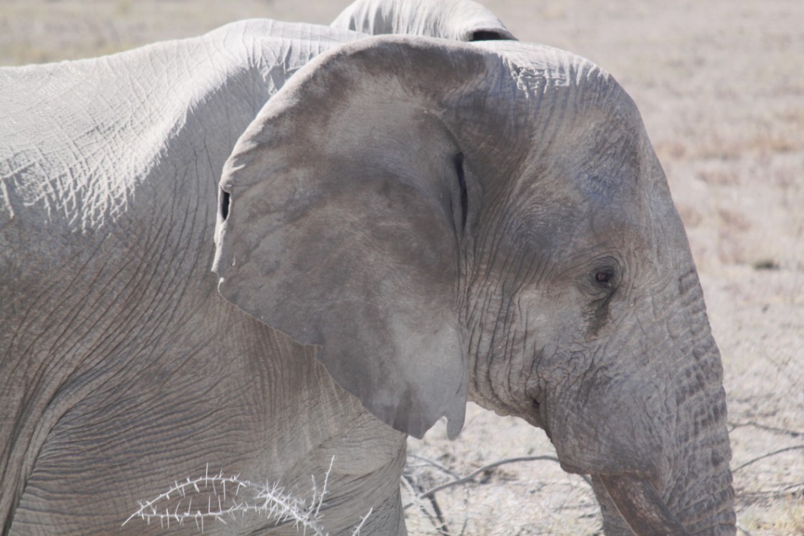 Namibie_Etosha2_2015_Img0108