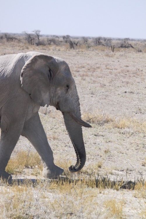 Namibie_Etosha2_2015_Img0109