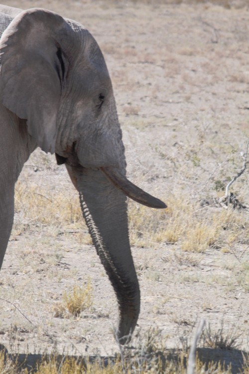 Namibie_Etosha2_2015_Img0110