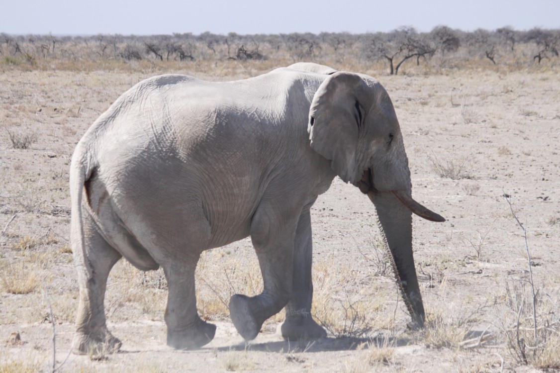 Namibie_Etosha2_2015_Img0111