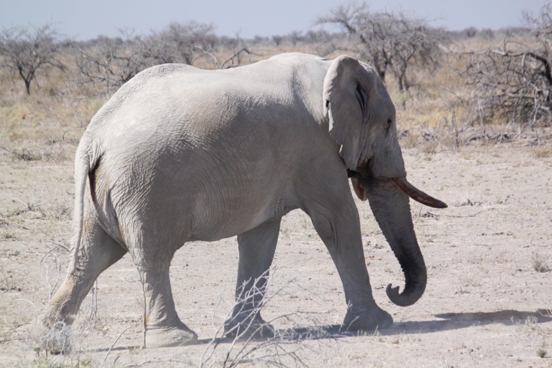 Namibie_Etosha2_2015_Img0112