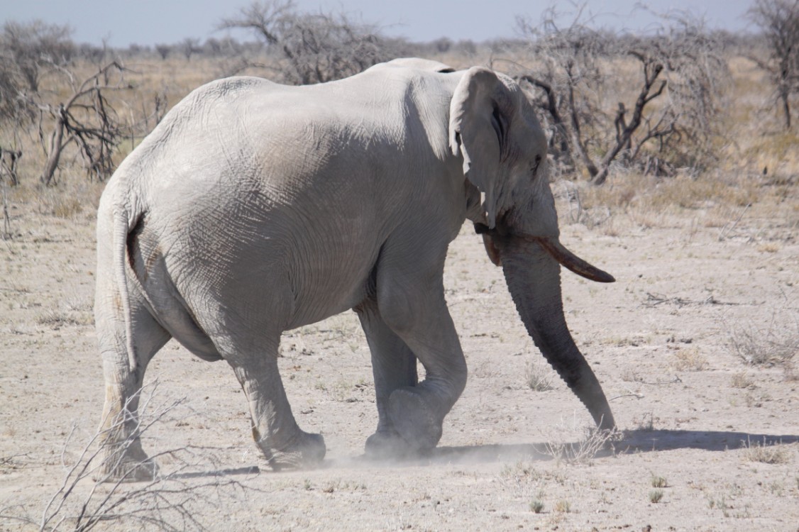 Namibie_Etosha2_2015_Img0113