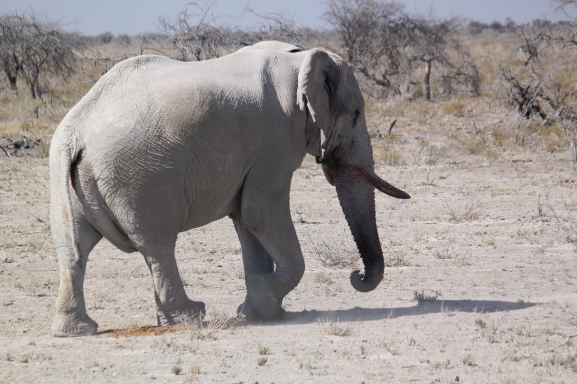 Namibie_Etosha2_2015_Img0114