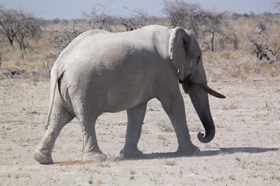 Namibie_Etosha2_2015_Img0116