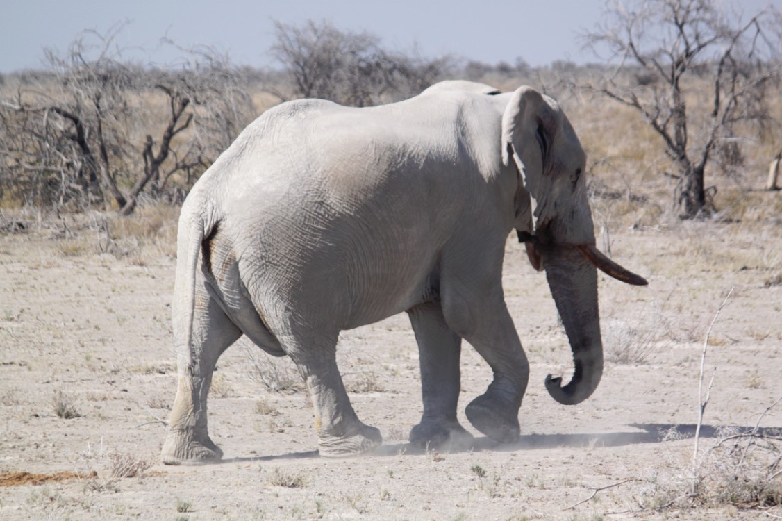 Namibie_Etosha2_2015_Img0117