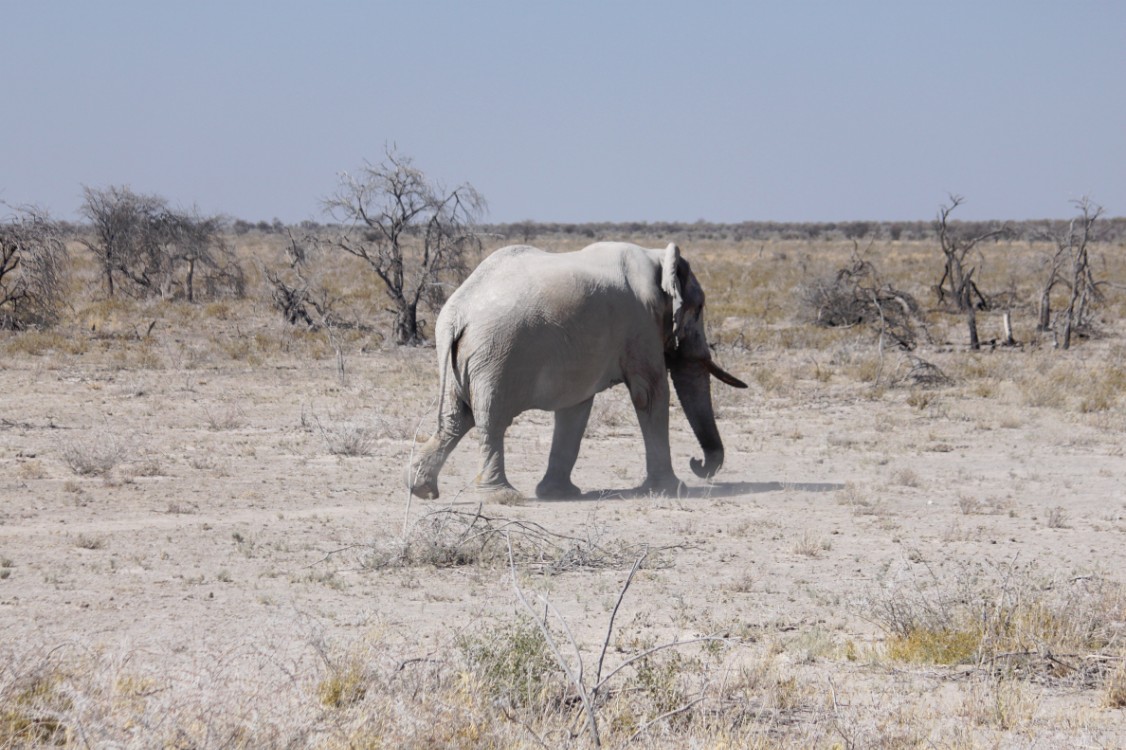 Namibie_Etosha2_2015_Img0119