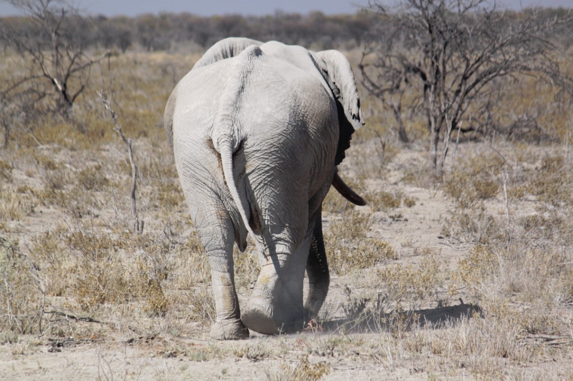 Namibie_Etosha2_2015_Img0121