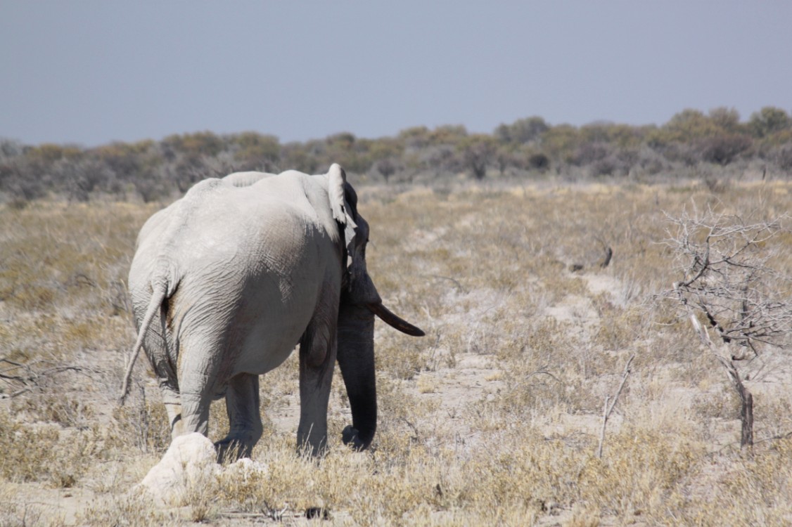 Namibie_Etosha2_2015_Img0122