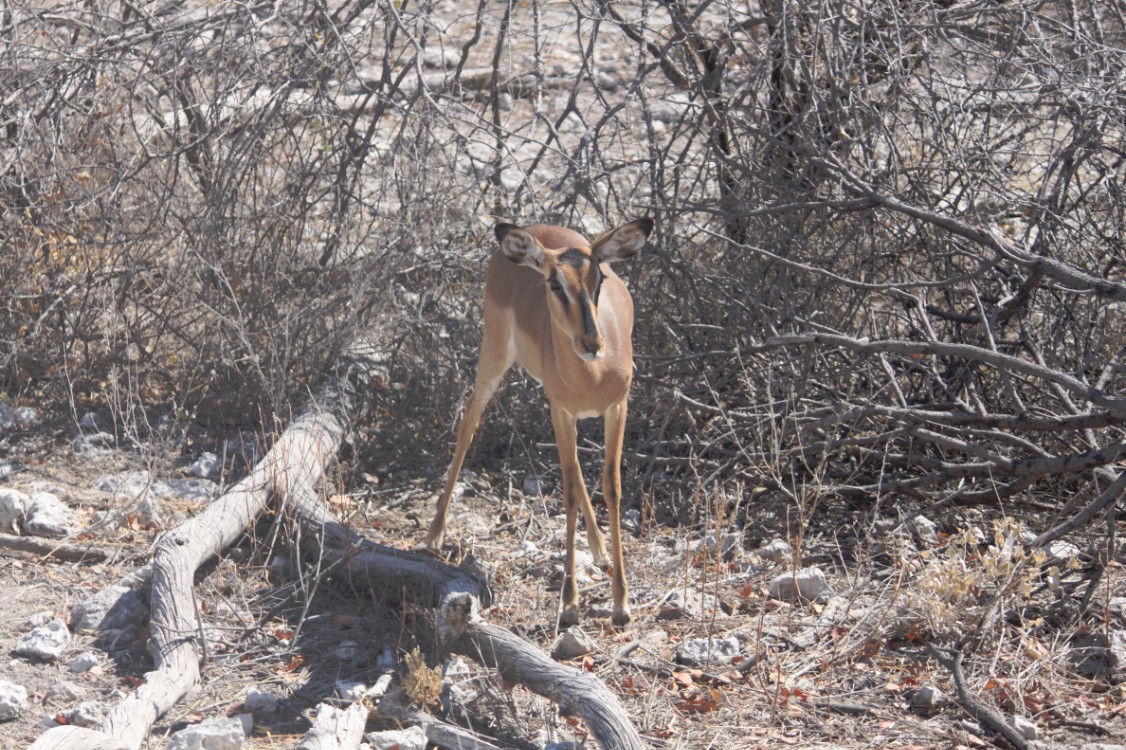 Namibie_Etosha2_2015_Img0123