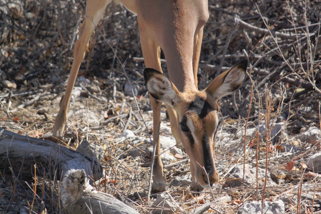 Namibie_Etosha2_2015_Img0124