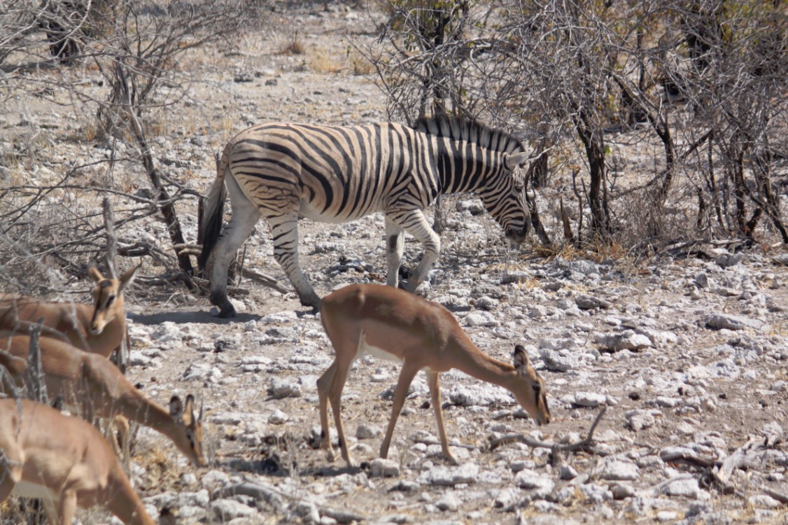 Namibie_Etosha2_2015_Img0125