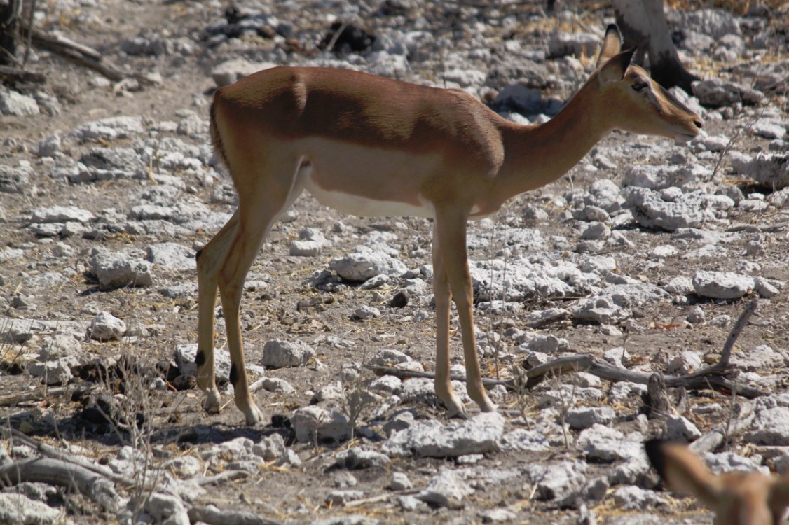 Namibie_Etosha2_2015_Img0126