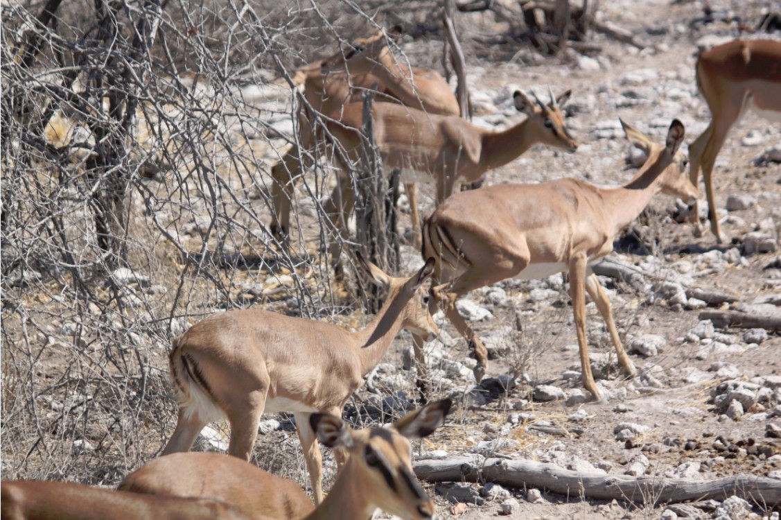 Namibie_Etosha2_2015_Img0127