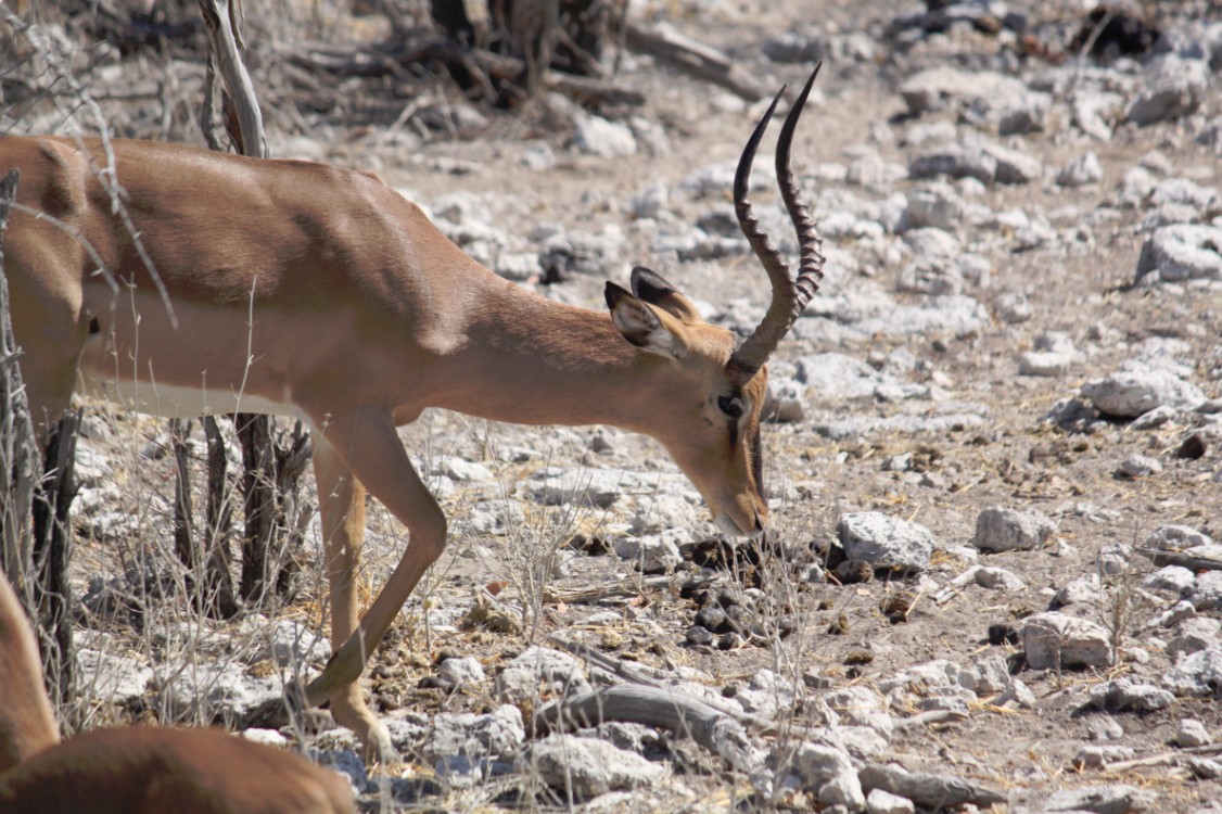 Namibie_Etosha2_2015_Img0129