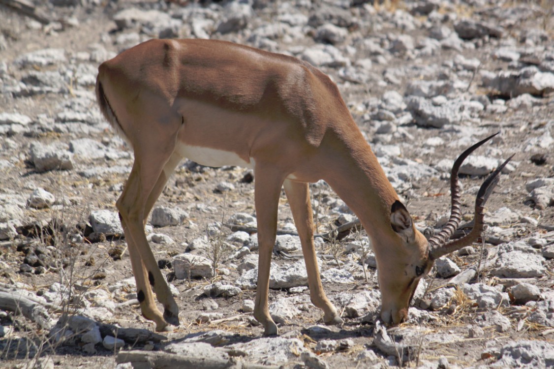 Namibie_Etosha2_2015_Img0130