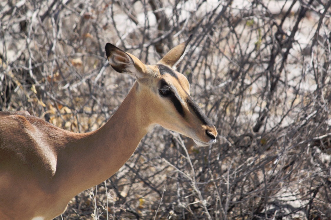 Namibie_Etosha2_2015_Img0131